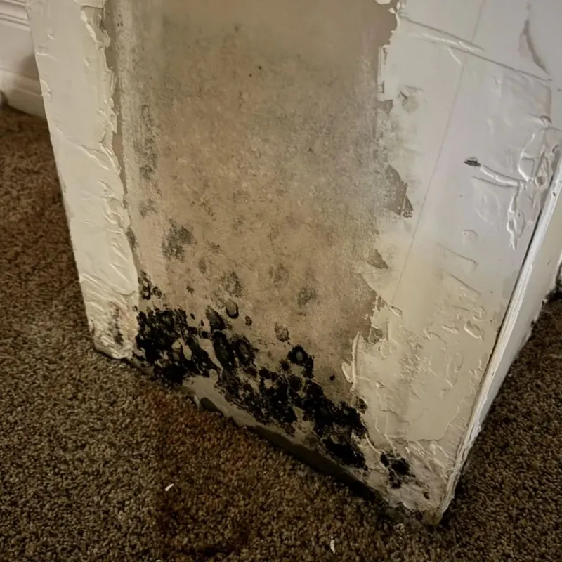 Professional Mold Removal in Nemaha County, NE